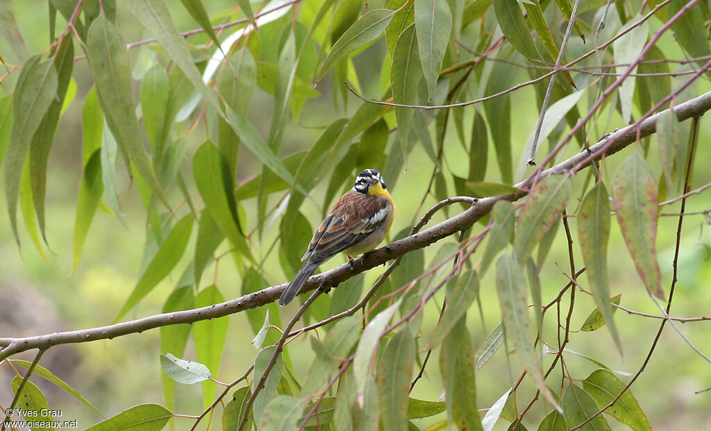 Bruant à poitrine dorée