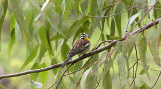 Golden-breasted Bunting