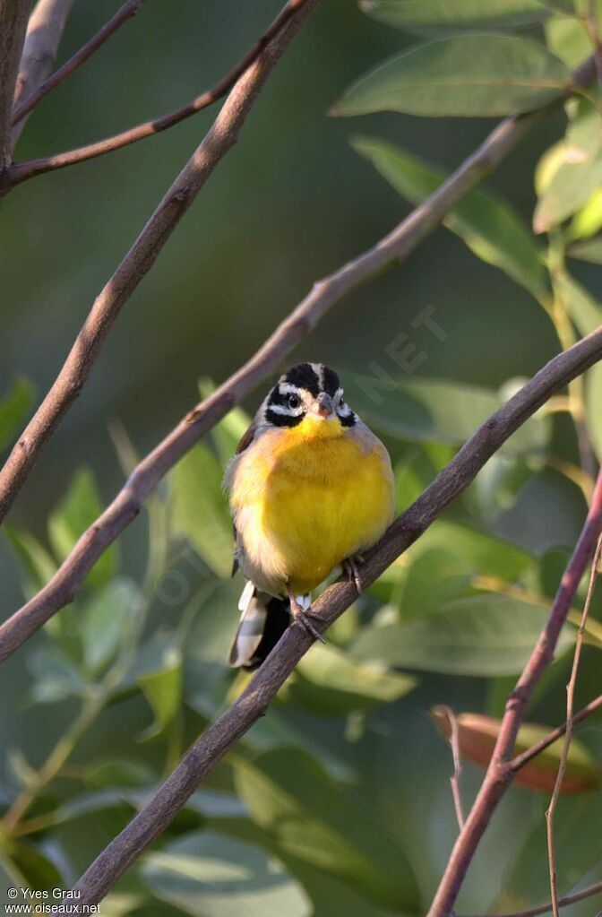 Bruant à poitrine dorée