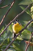 Golden-breasted Bunting