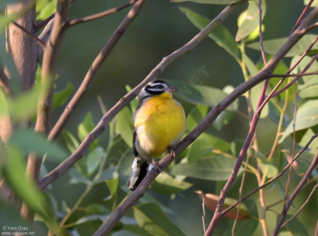 Bruant à poitrine dorée