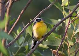 Golden-breasted Bunting