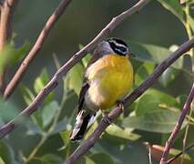 Golden-breasted Bunting