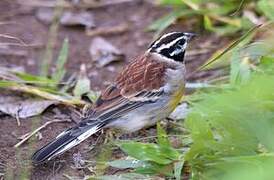 Golden-breasted Bunting