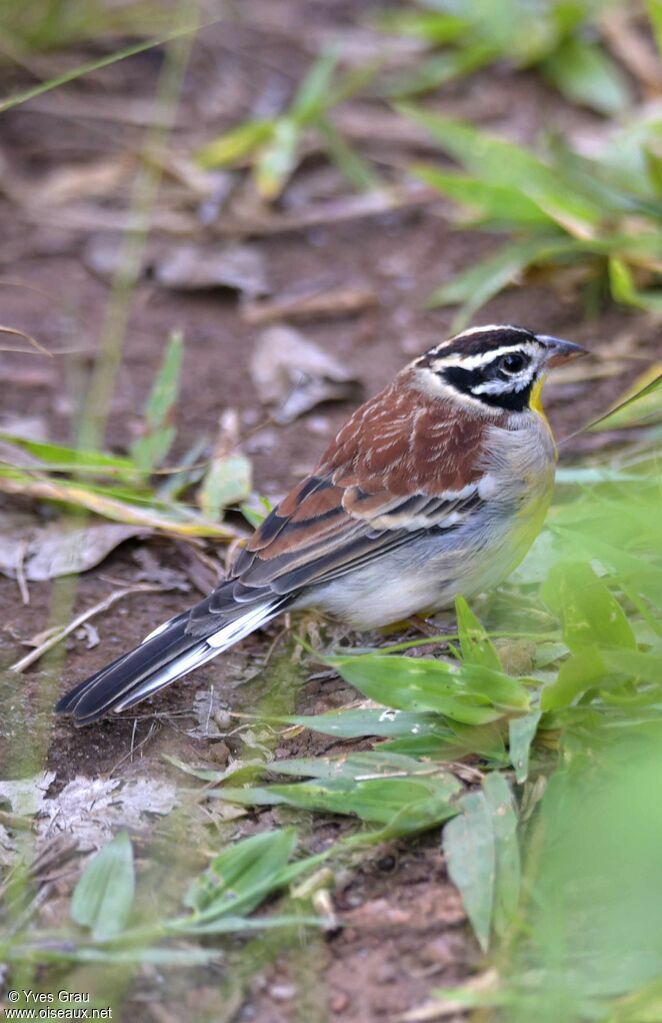 Bruant à poitrine dorée