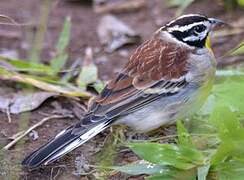 Bruant à poitrine dorée