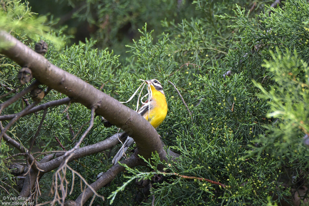 Bruant à poitrine dorée