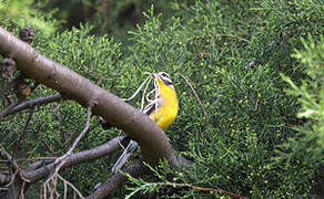 Golden-breasted Bunting