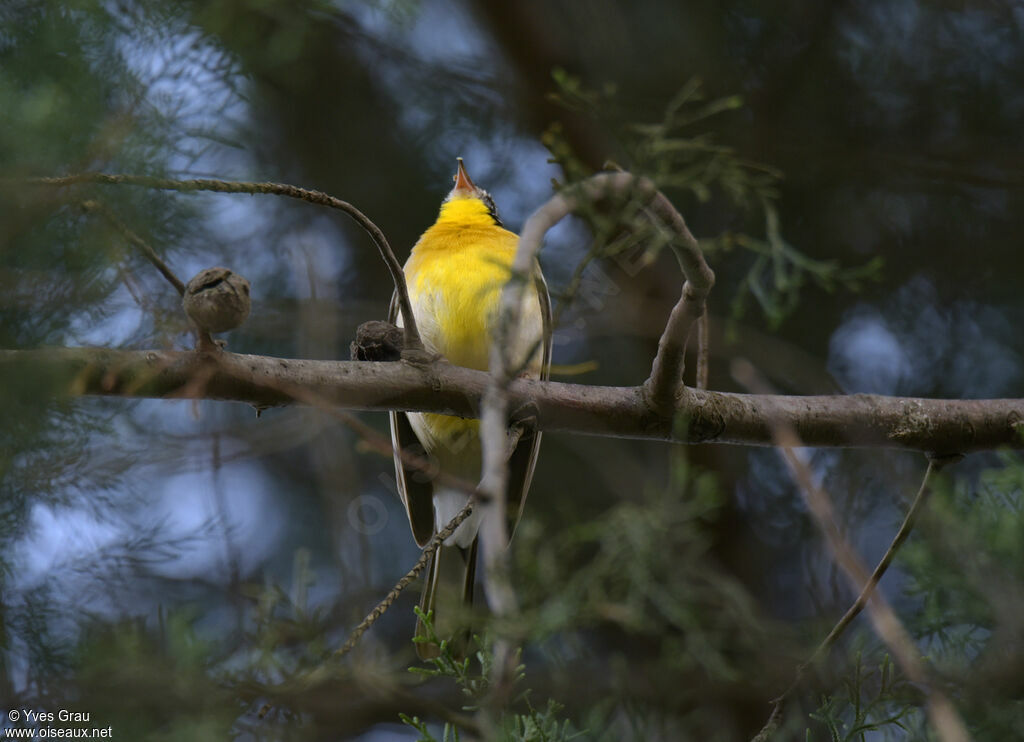 Golden-breasted Bunting