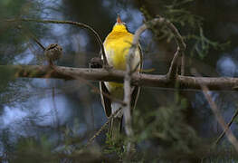 Golden-breasted Bunting