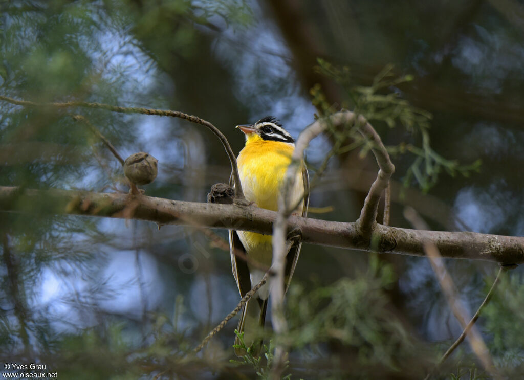 Bruant à poitrine dorée