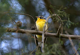 Golden-breasted Bunting