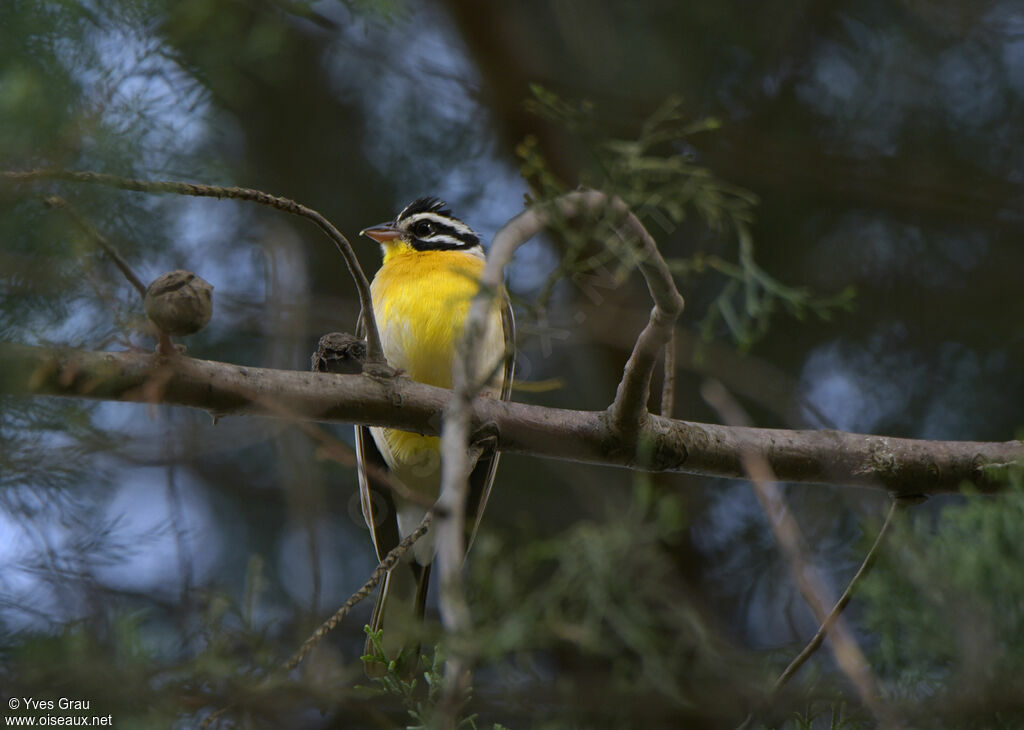 Bruant à poitrine dorée