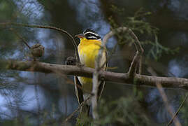 Golden-breasted Bunting