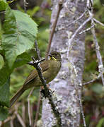 Bulbul à moustaches jaunes