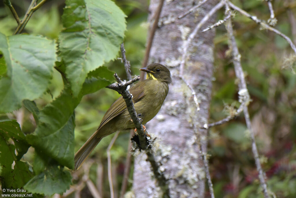 Bulbul à moustaches jaunes