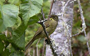 Bulbul à moustaches jaunes