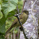 Bulbul à moustaches jaunes
