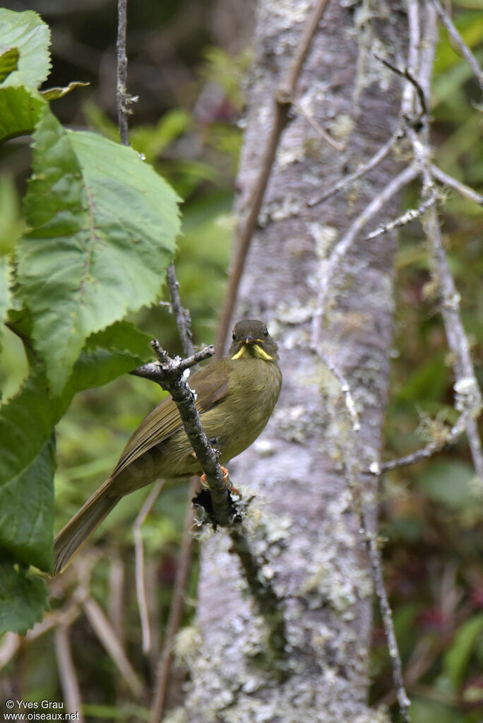 Bulbul à moustaches jaunes