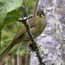 Bulbul à moustaches jaunes