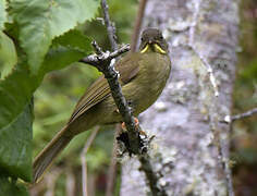 Bulbul à moustaches jaunes