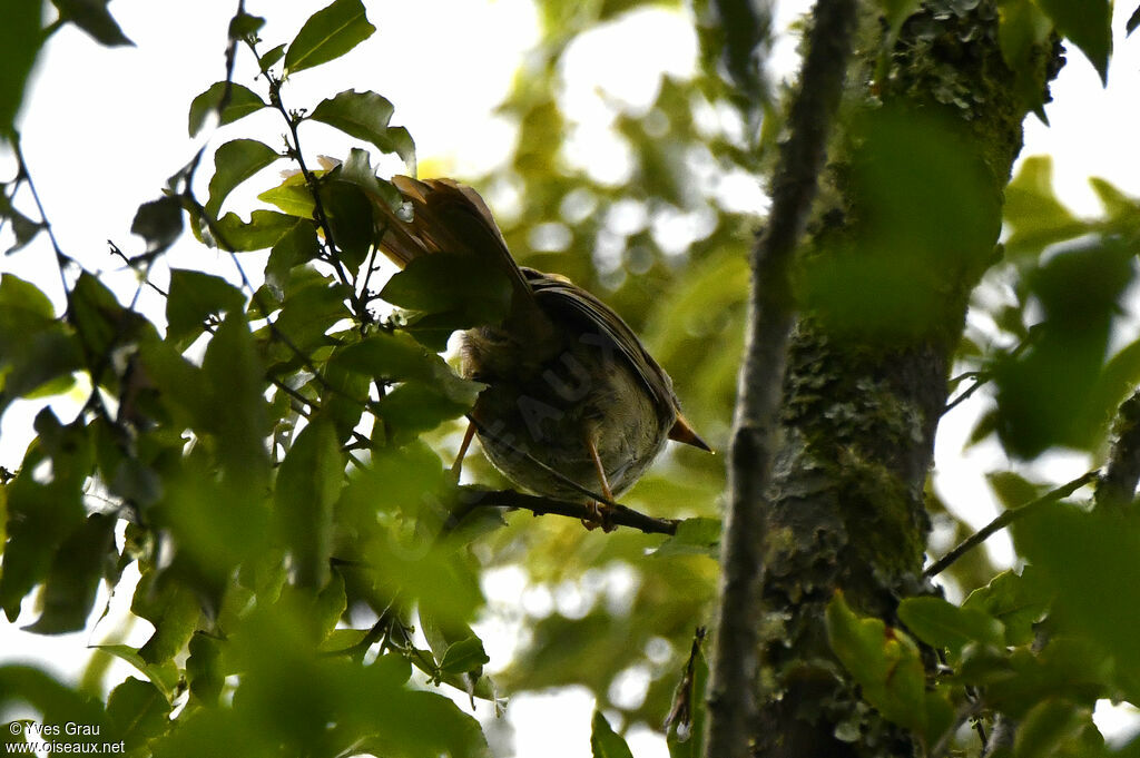 Bulbul à moustaches jaunes