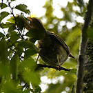 Bulbul à moustaches jaunes