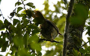 Yellow-whiskered Greenbul