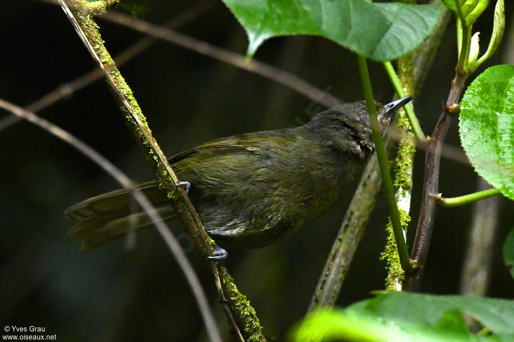 Mountain Greenbul