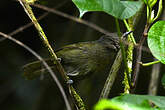 Bulbul à tête sombre