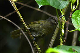 Mountain Greenbul