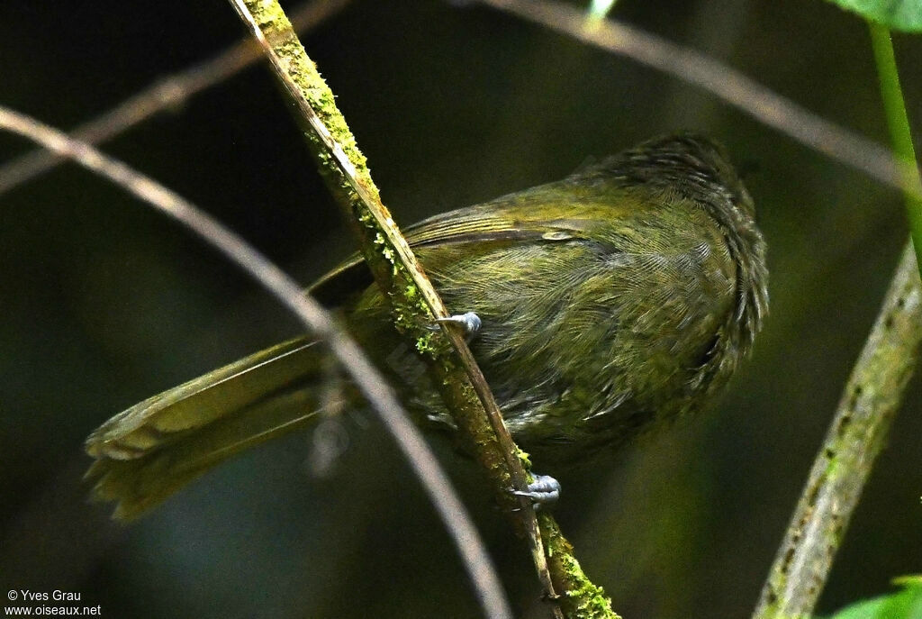 Bulbul à tête sombre