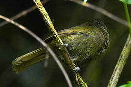 Mountain Greenbul