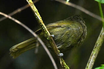 Bulbul à tête sombre