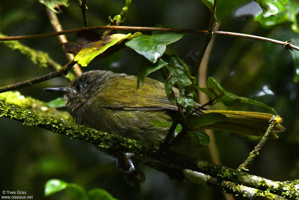 Mountain Greenbul