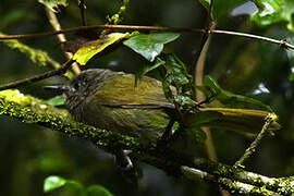 Bulbul à tête sombre