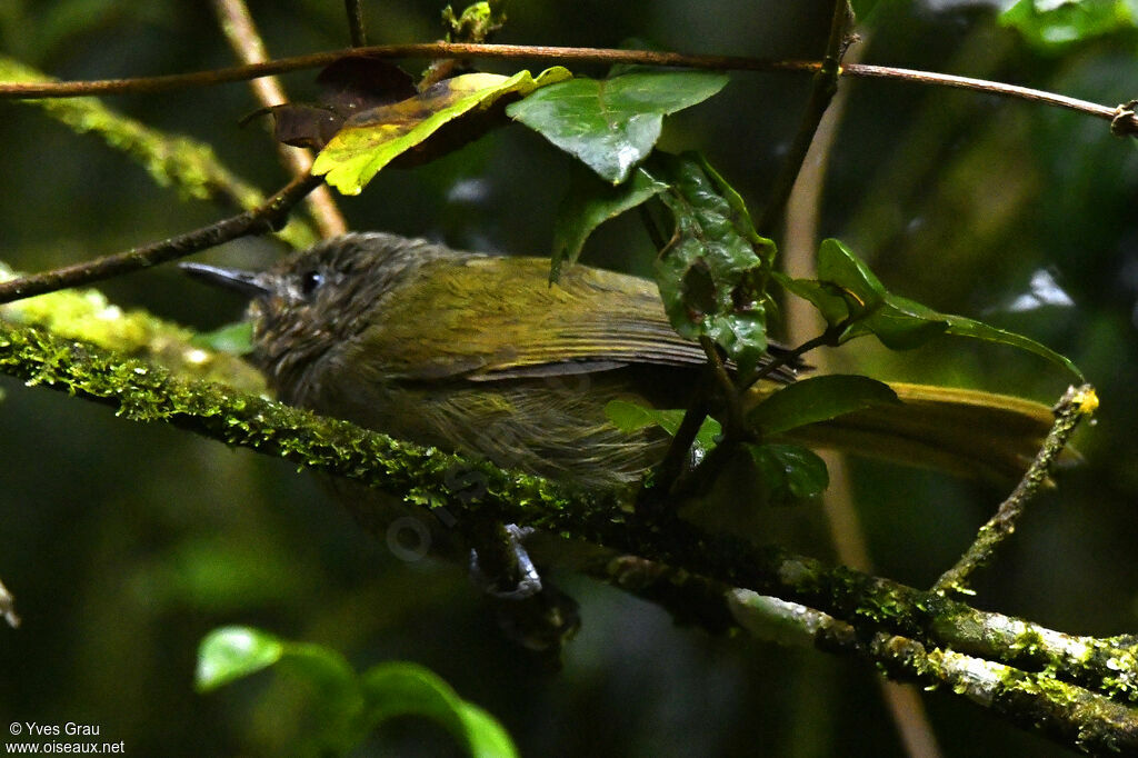 Mountain Greenbul