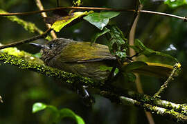 Mountain Greenbul