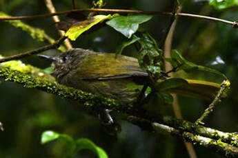 Bulbul à tête sombre