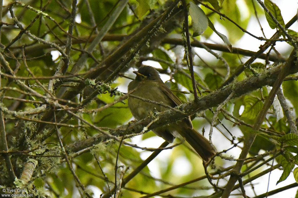 Bulbul à tête sombre