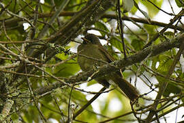 Mountain Greenbul