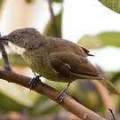 Bulbul d'Angola