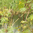 Bulbul d'Angola