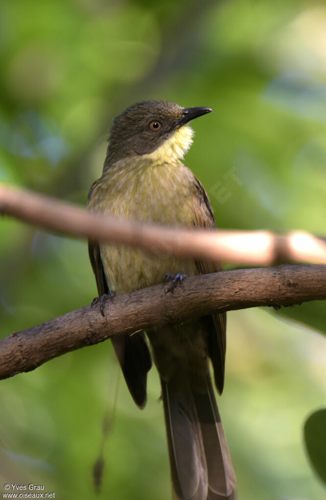 Pale-throated Greenbul