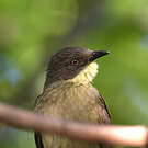 Bulbul d'Angola