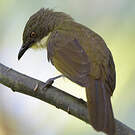 Bulbul d'Angola