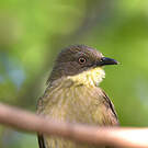 Bulbul d'Angola