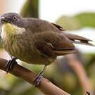 Bulbul d'Angola