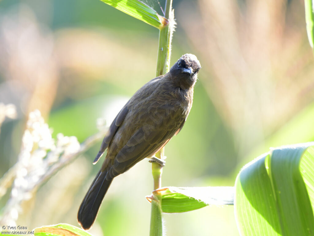 Common Bulbul