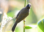 Bulbul des jardins